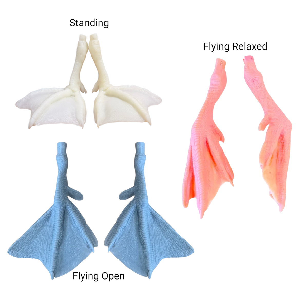 Bird Feet