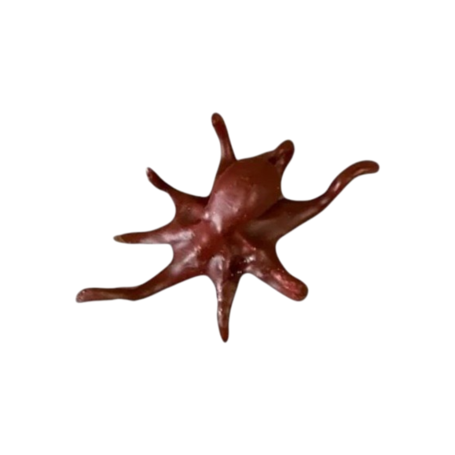 Marine Habitat: Seaweed, Shells, Starfish, Crawfish