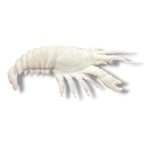 Marine Habitat: Seaweed, Shells, Starfish, Crawfish