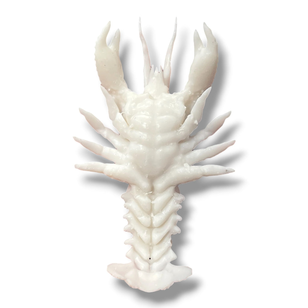 Marine Habitat: Seaweed, Shells, Starfish, Crawfish