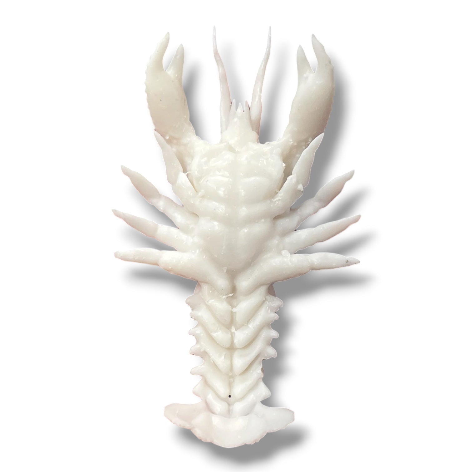 Marine Habitat: Seaweed, Shells, Starfish, Crawfish