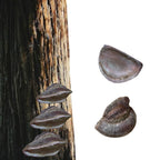 Habitat: Plants and Fungi