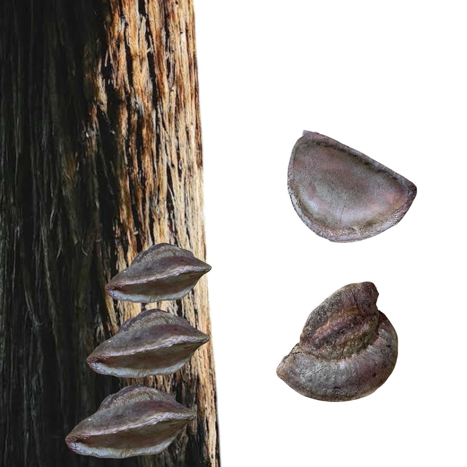 Shelf Fungus