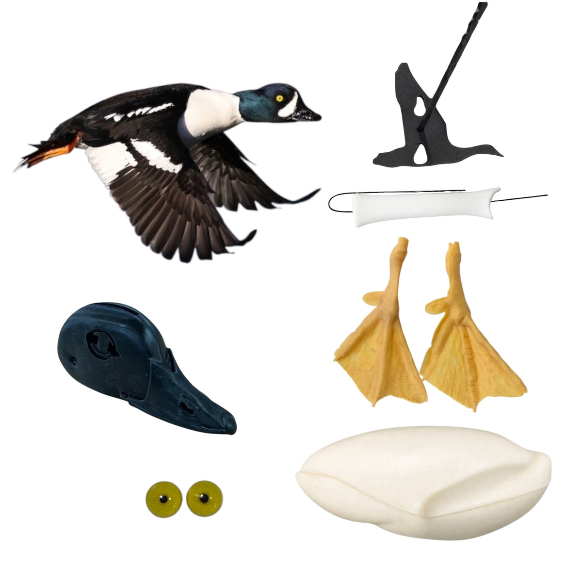Barrows Goldeneye Taxidermy Kit