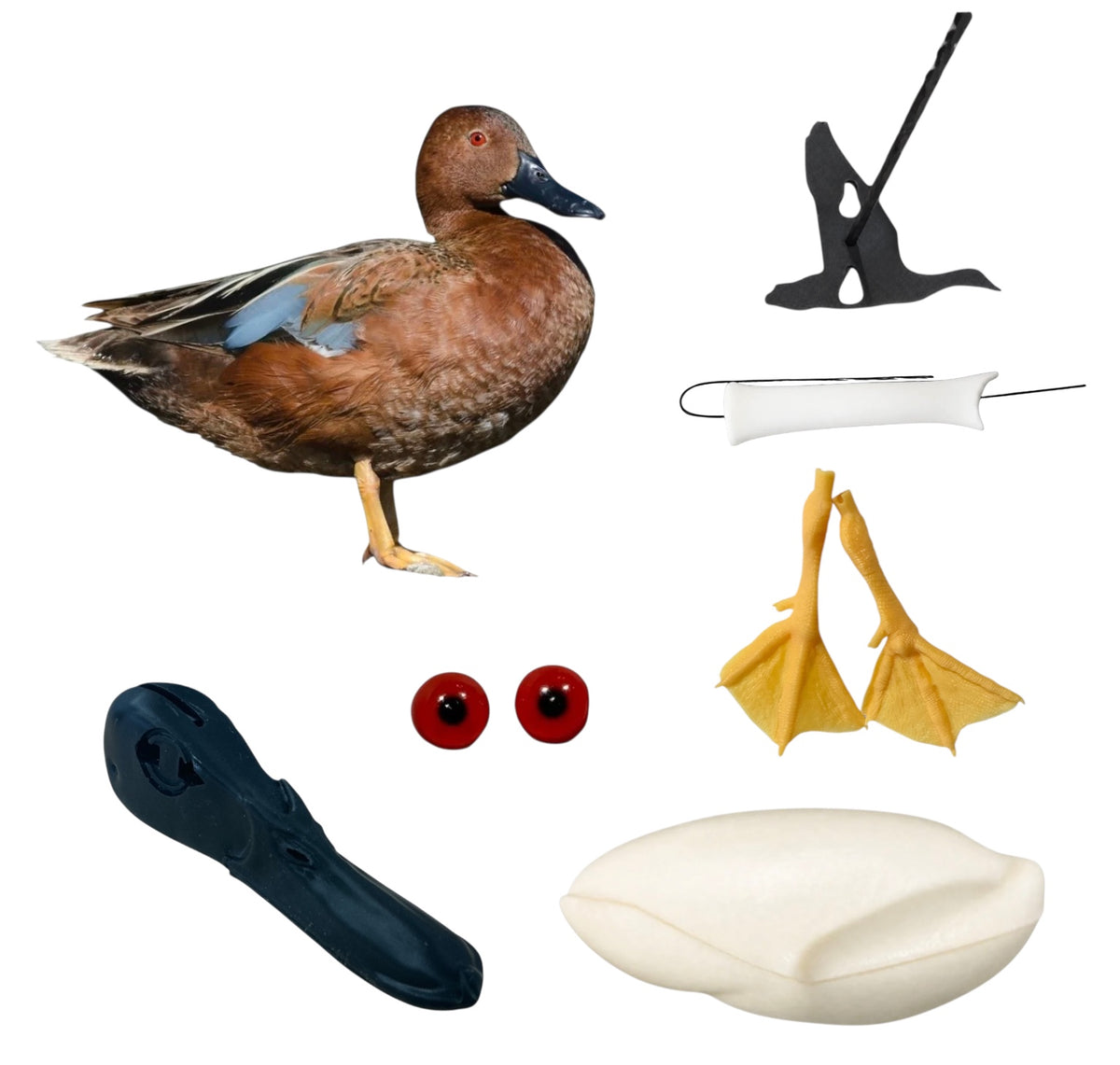 Cinnamon Teal Taxidermy Kit