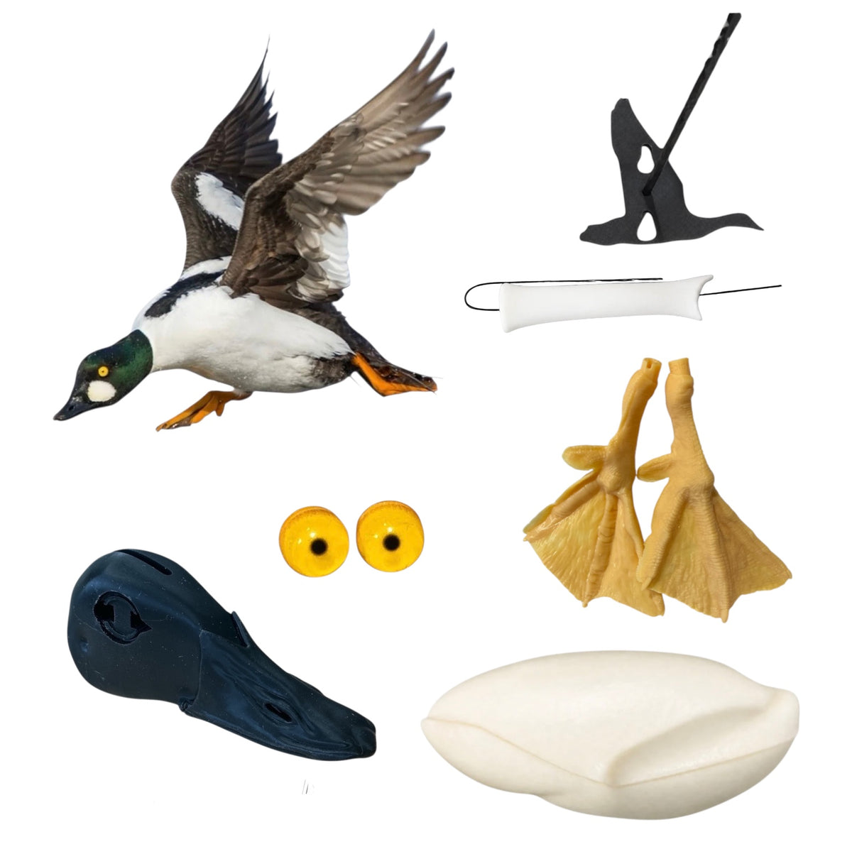 Goldeneye - Common Taxidermy Kit