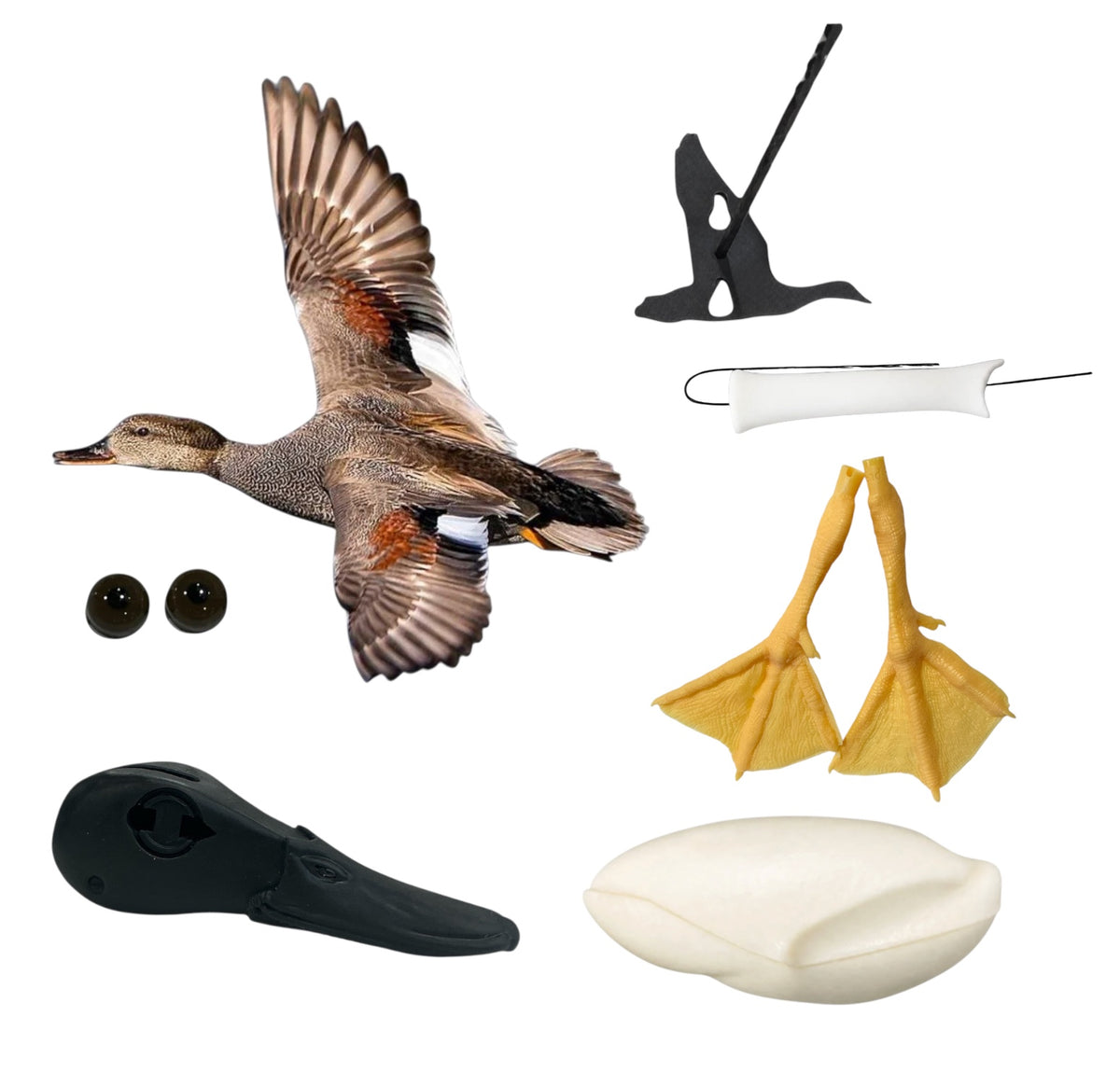Gadwall Taxidermy Kit