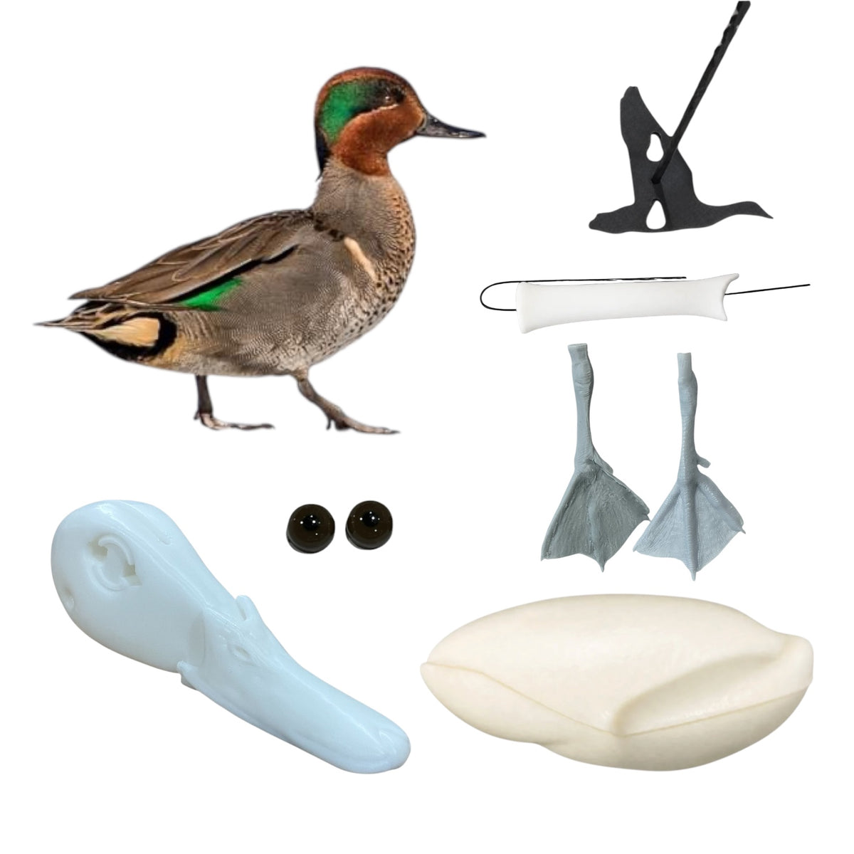 Green Wing Teal Taxidermy Kit