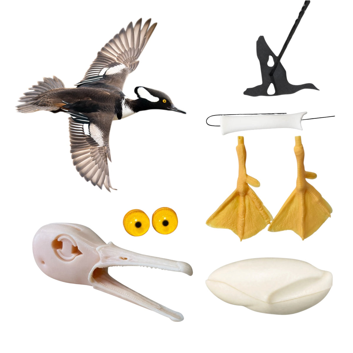 Hooded Merganser Taxidermy Kit