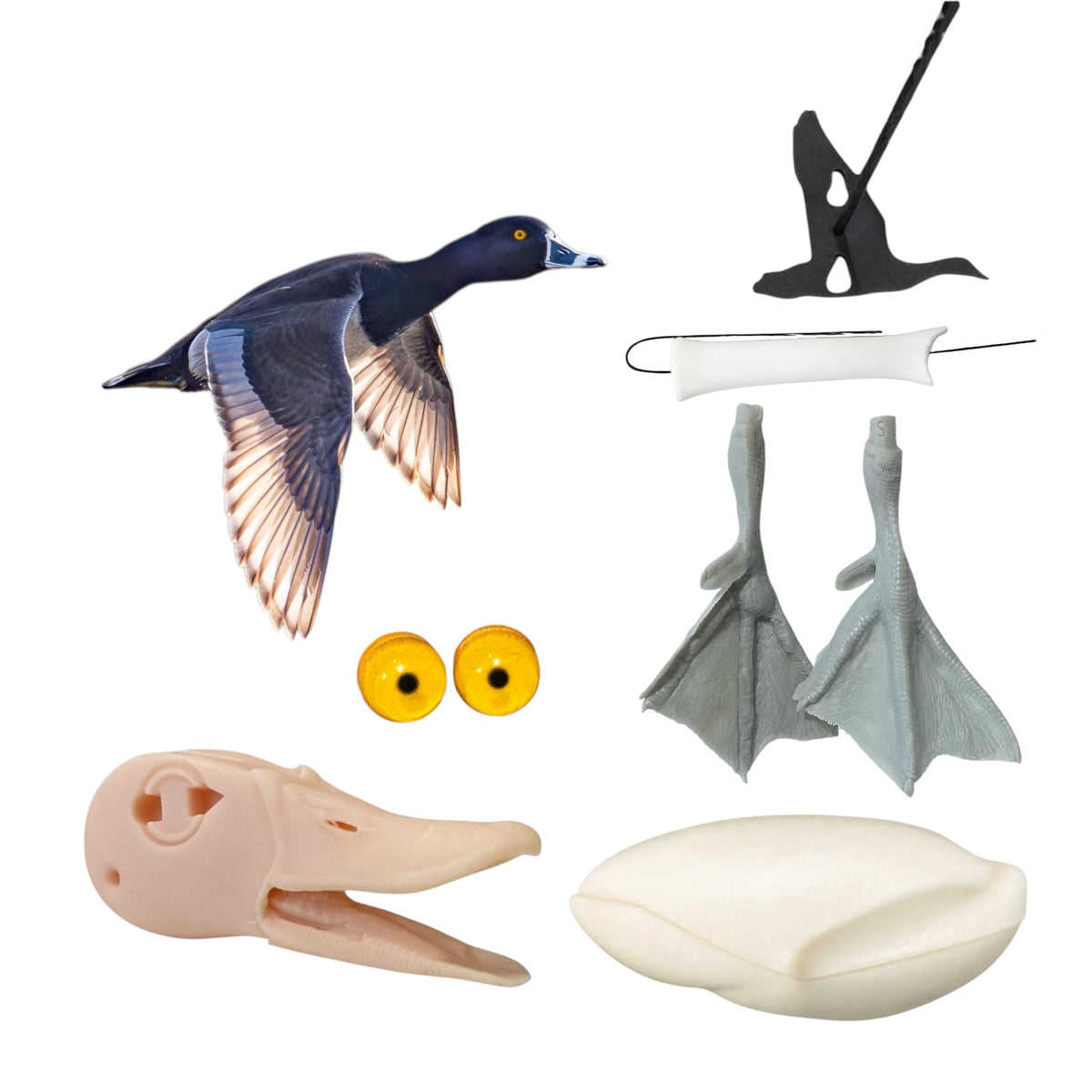 Ringneck Taxidermy Kit