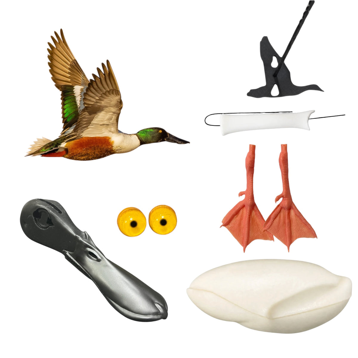 Shoveler Taxidermy Kit