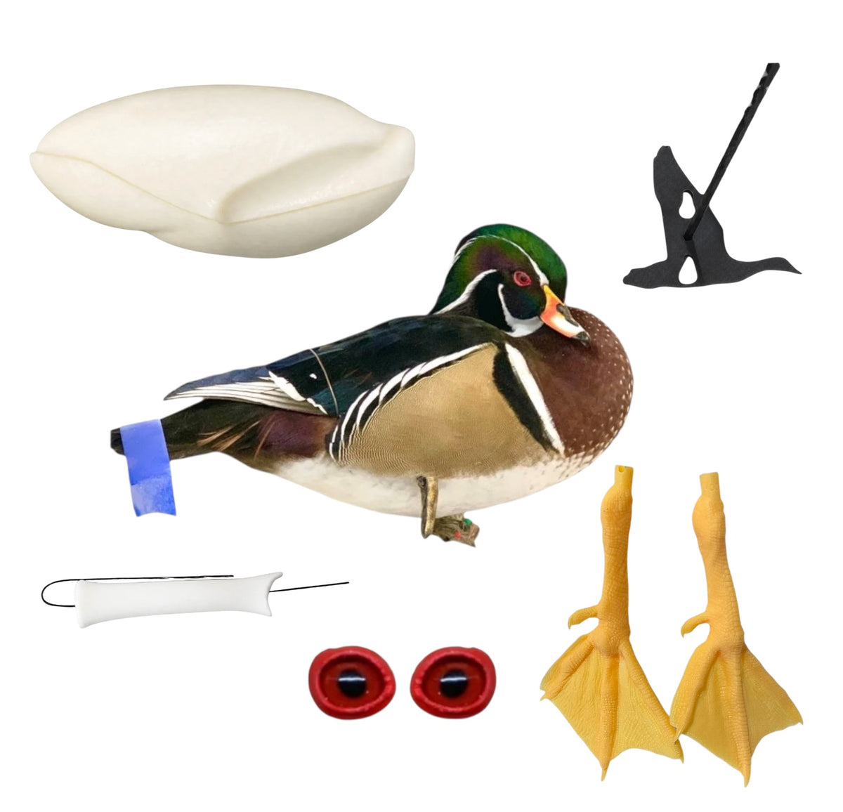 Wood Duck Taxidermy Kit