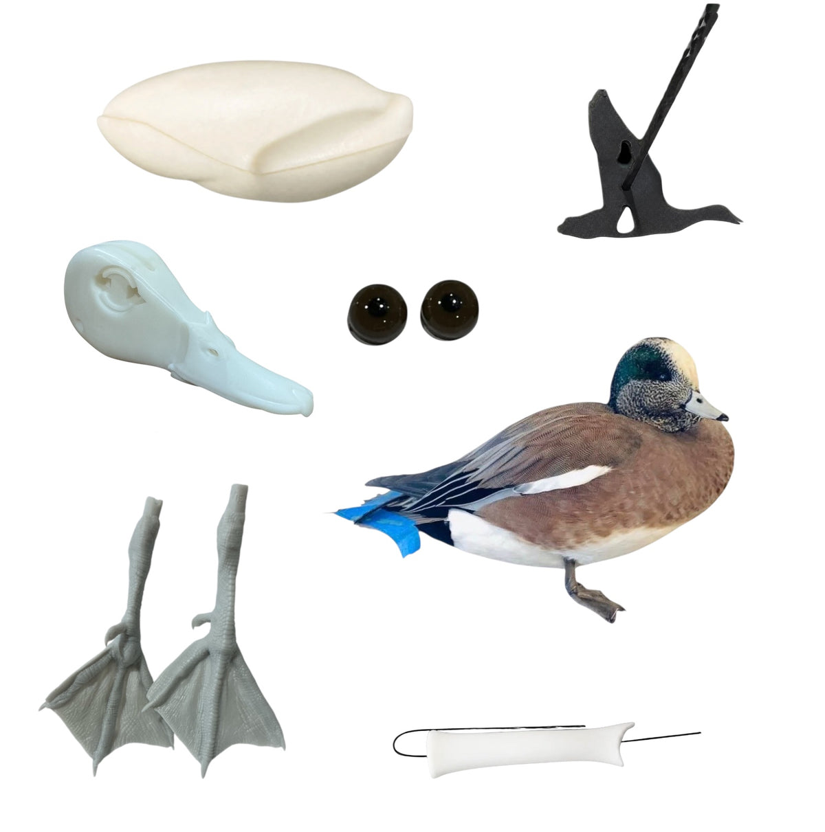 Wigeon Taxidermy Kit