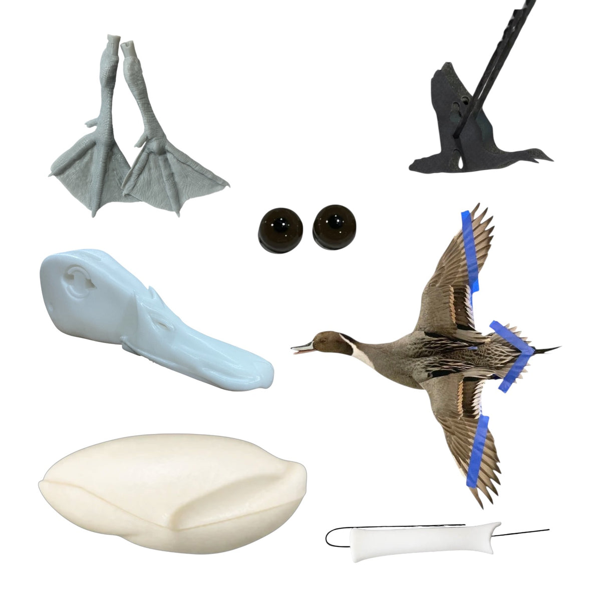 Pintail Taxidermy Kit