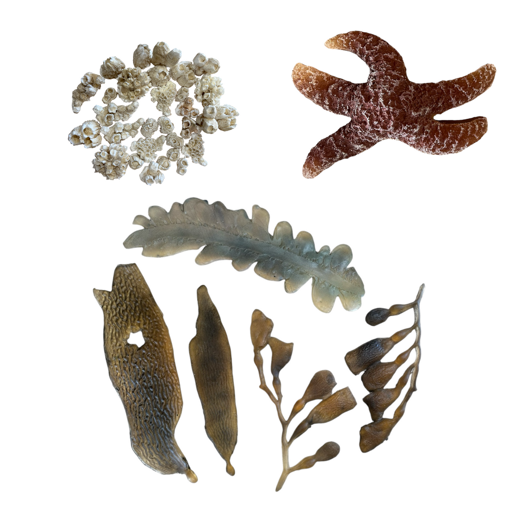 Marine Habitat: Seaweed, Shells, Starfish