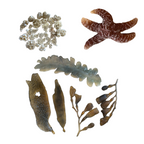 Marine Habitat: Seaweed, Shells, Starfish