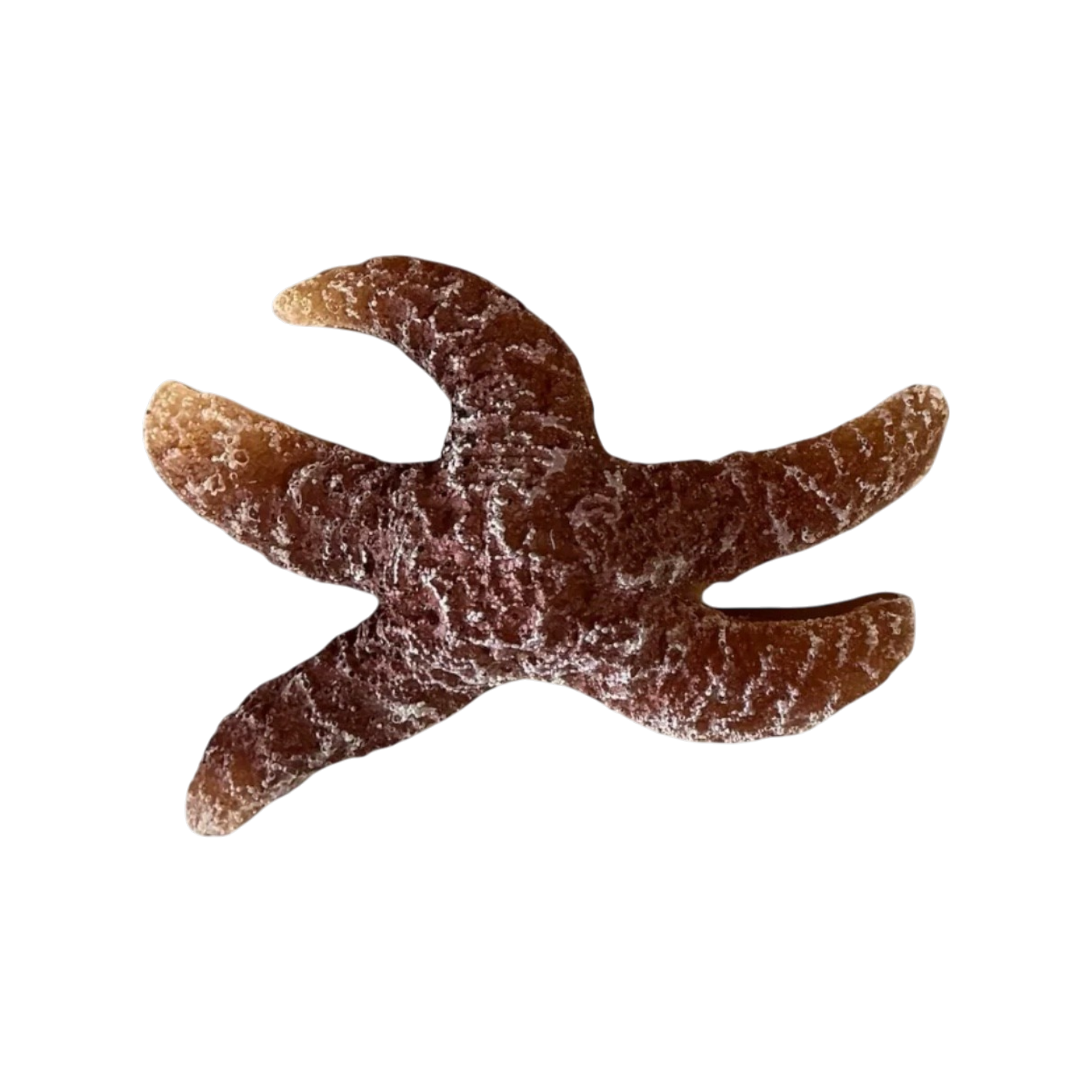 Marine Habitat: Seaweed, Shells, Starfish, Crawfish