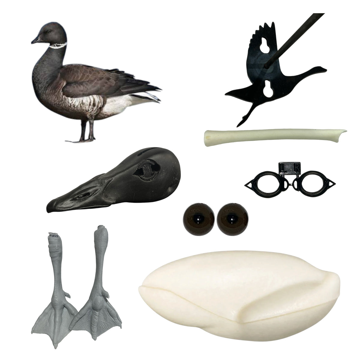 Brant Goose Taxidermy Kit