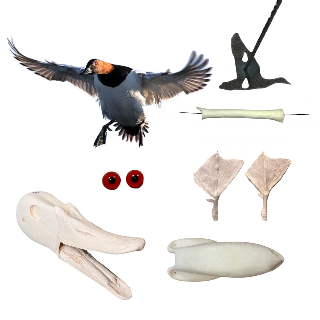 Canvasback Taxidermy Kit