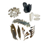 Seaweed, Barnacles, Shells