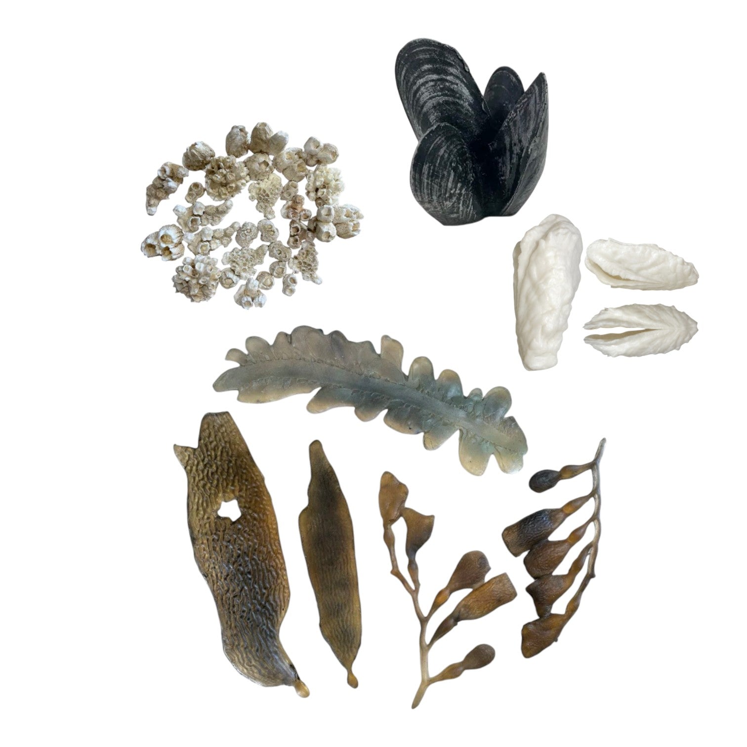 Seaweed, Barnacles, Shells