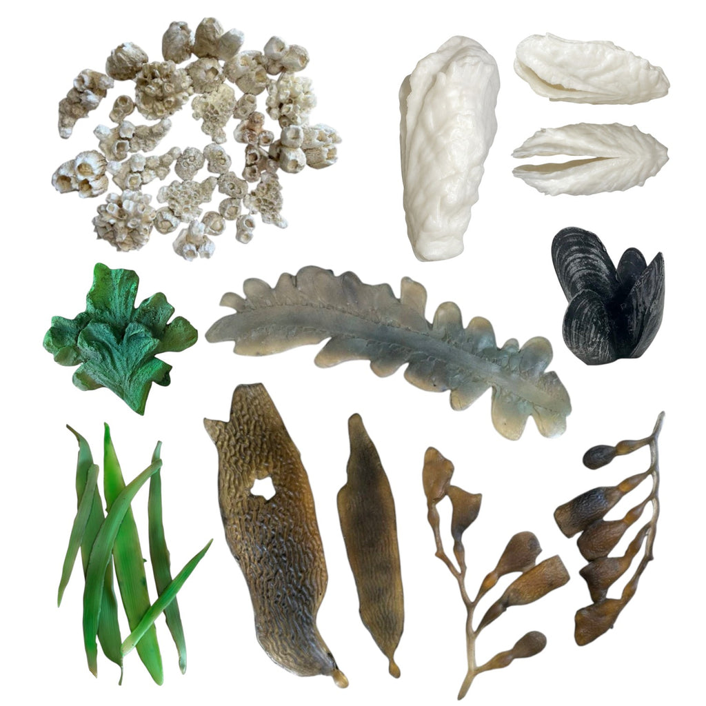 Seaweed, Barnacles, Shells