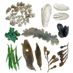 Seaweed, Barnacles, Shells
