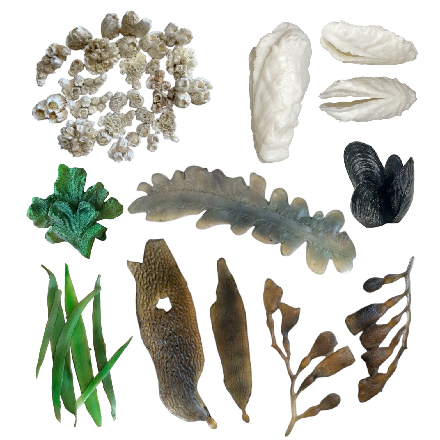 Seaweed, Barnacles, Shells