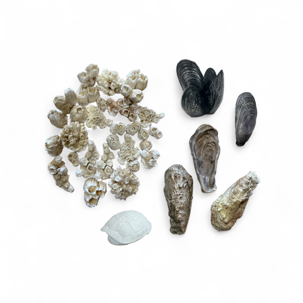 Marine Habitat: Seaweed, Shells, Starfish