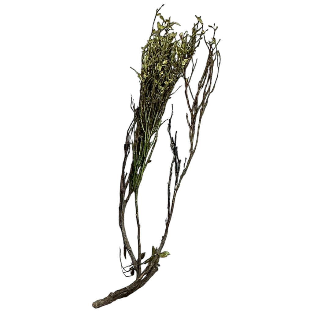 Habitat: Plants and Fungi